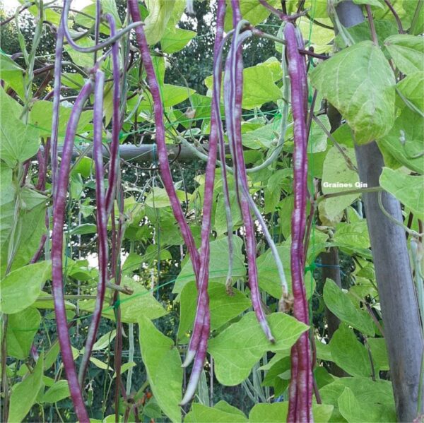 Les haricots tigrés sur le plant