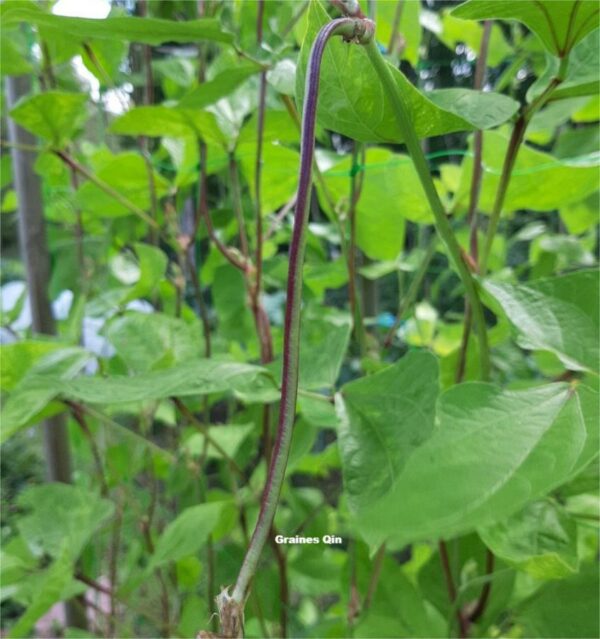 Les jeunes fruits de haricot kilomètre