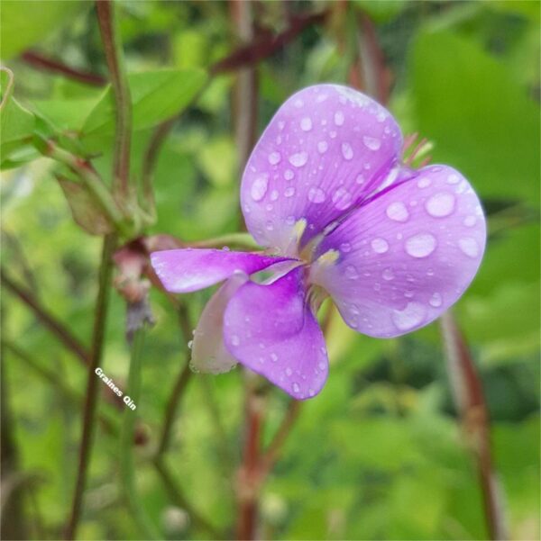 Une fleur violette de dolique asperge