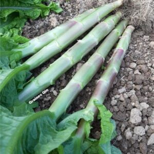 Récolte de la laitue asperge à feuilles rouges