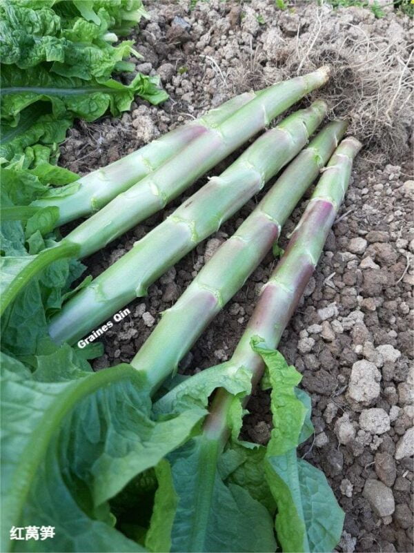 Récolte de la laitue asperge à feuilles rouges