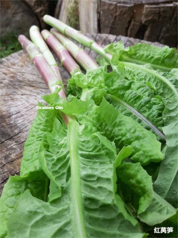 Les tiges de laitue asperge après récolte