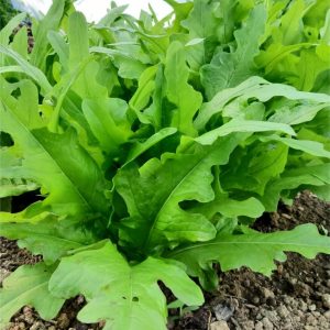 Un plant de laitue chinoise Ya Ya Green au potager