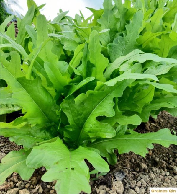 Un plant de laitue chinoise Ya Ya Green au potager