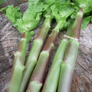 la récolte de laitue asperge à feuilles rouges