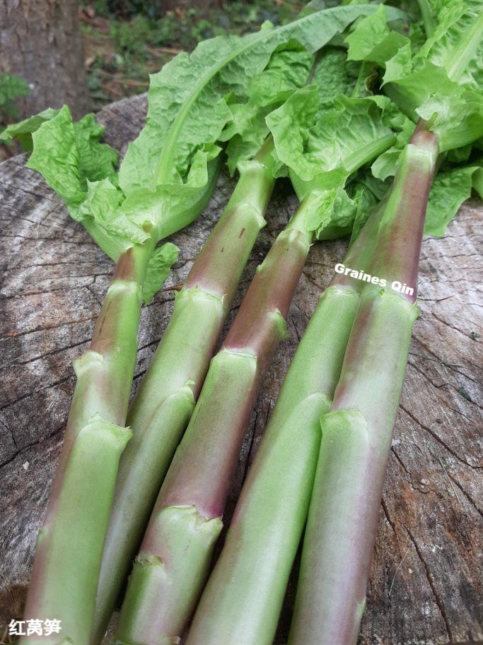 la récolte de laitue asperge à feuilles rouges