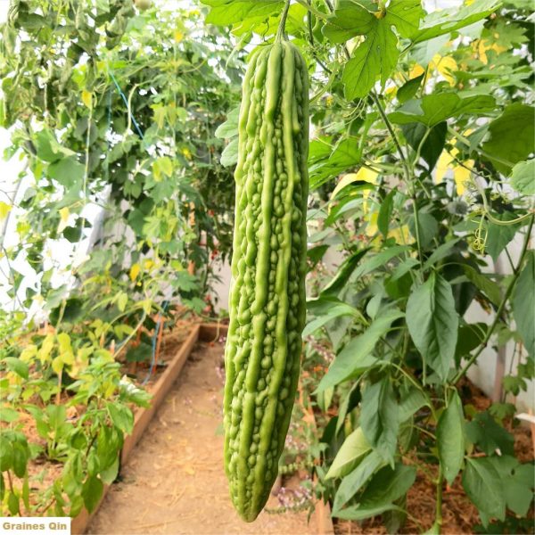 Margose verte au potager, ou concombre amer