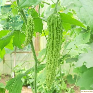 Les fruits de la margose au potager