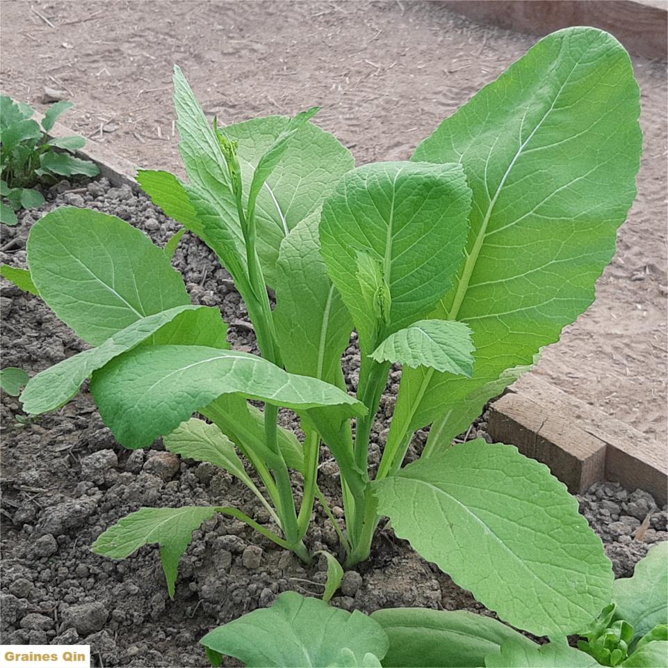 Un plant de moutarde brune à tiges florales au potager