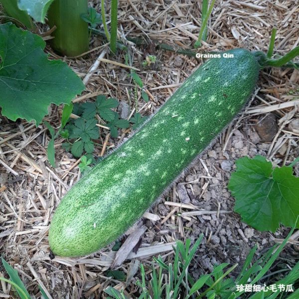 Un jeune fruit de courge cireuse Chieh Qua