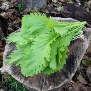 Les feuilles de moutarde de Chine après récolte