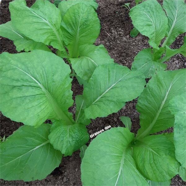 La moutarde brune au potager