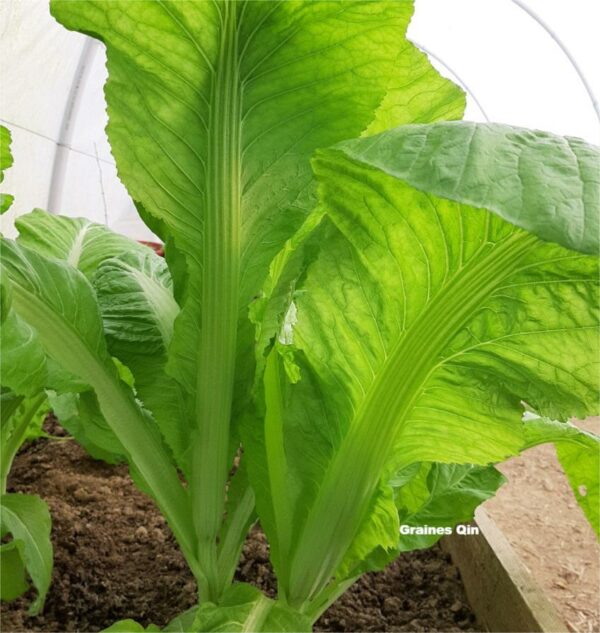 Un plant de moutarde brune au potager