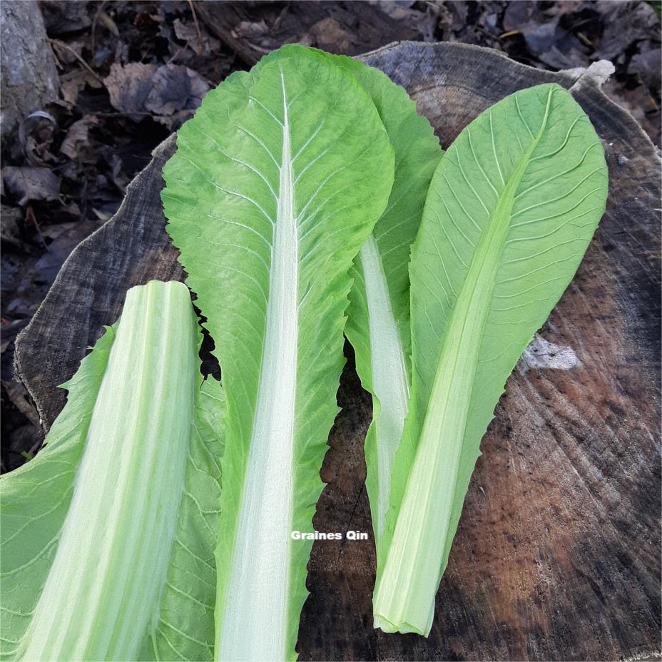 Les feuilles de la moutarde brune après récolte