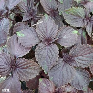 Jeunes feuilles de shiso pourpre