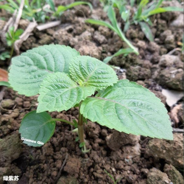 une plantule de shiso vert au potager