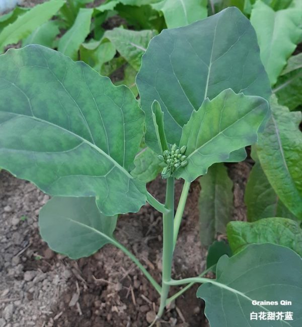 Brocoli chinois à fleurs blanches dans le potager