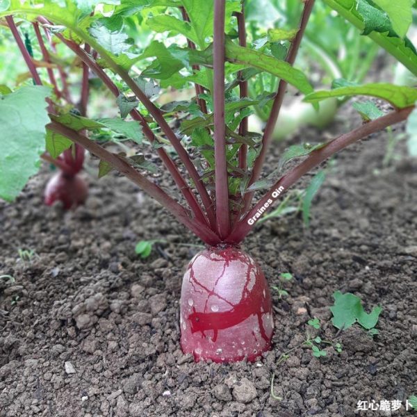 Un radis d'hiver Red Lady au potager