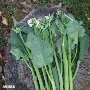 Récolte du brocoli chinois à fleurs blanches