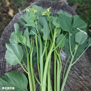 Récolte du brocoli chinois à fleurs jaunes