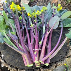 la récolte des tiges florales du chou hon tsaï taï October Red