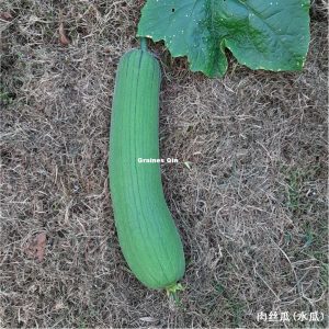 courge éponge luffa supreme