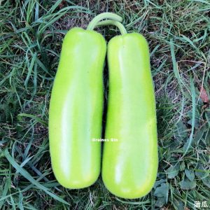 courge massue Ares après récolte