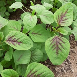 Un plant d'amarante comestible à feuilles rondes bicolores