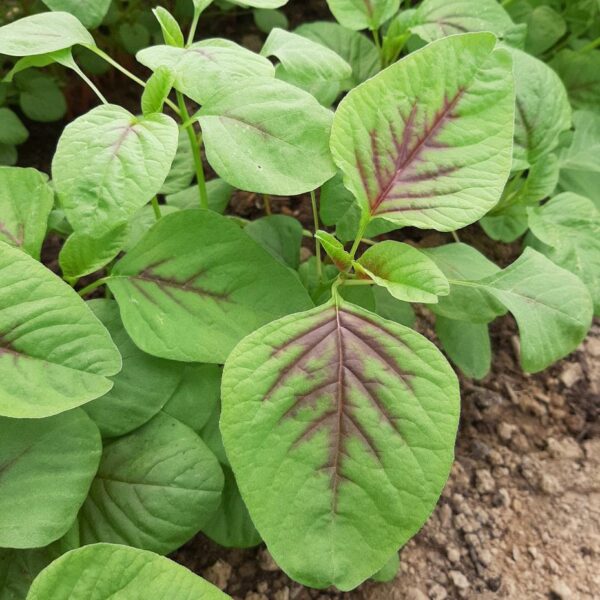 Un plant d'amarante comestible à feuilles rondes bicolores