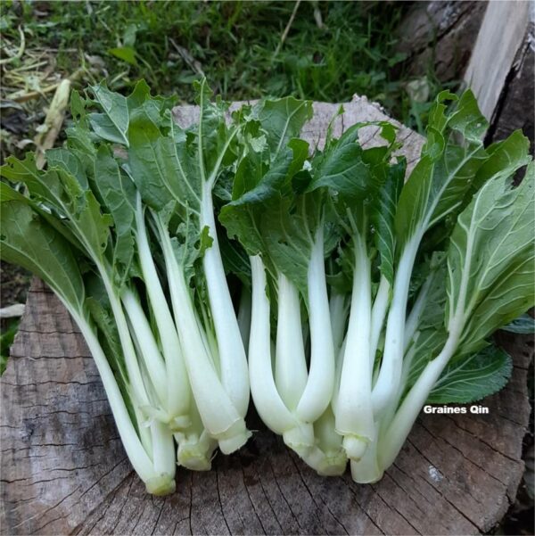 Le chou spoon pak choï avec ses feuilles vertes et ses côtes blanches