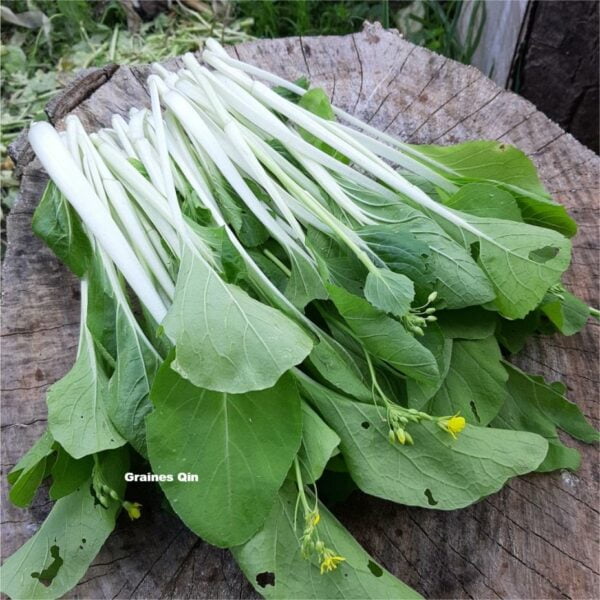 Feuilles de chou bai tsai tai après récolte avec fleurs jaunes