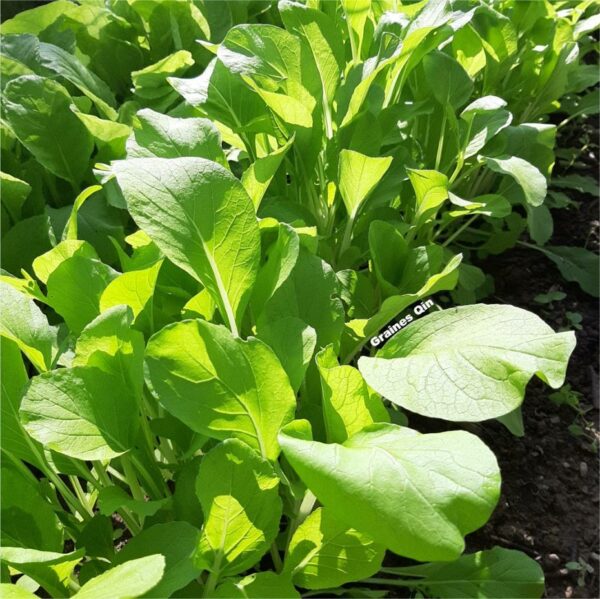 Plants de chou bai tsai tai au potager