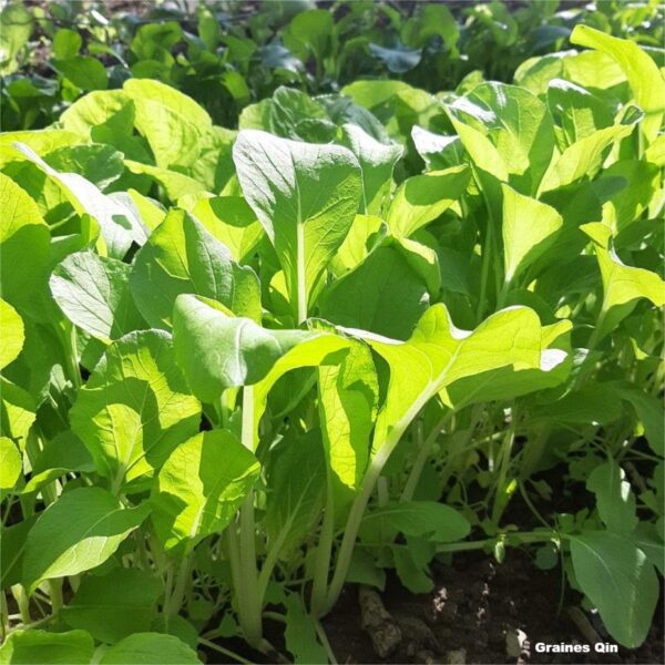 Plants de chou bai tsai tai au potager