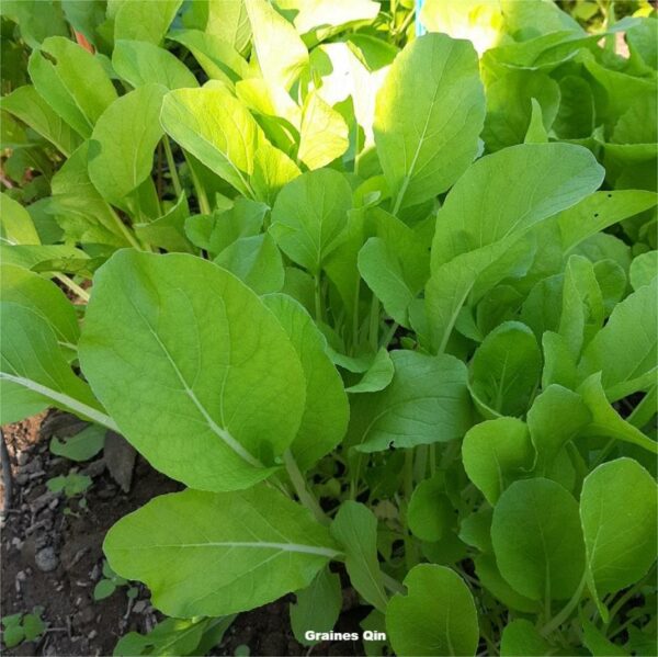 Plants de chou bai tsai tai au potager