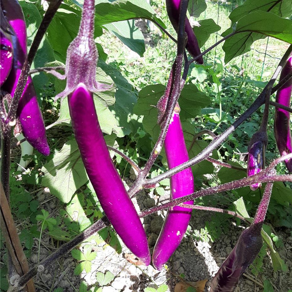 Aubergine au potager