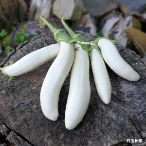 La récolte de 5 aubergines longues blanches