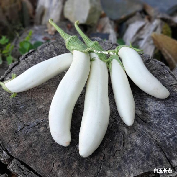 La récolte de 5 aubergines longues blanches