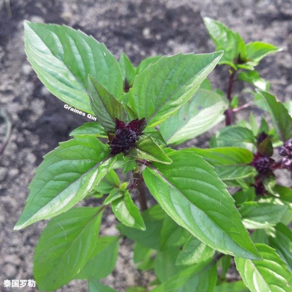 un plant de basilic thaï cultivé en pleine terre au jardin