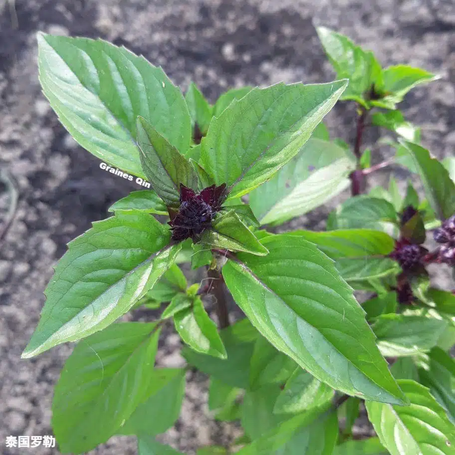 Cultiver le basilic tha : Tout savoir sur cet aromate !