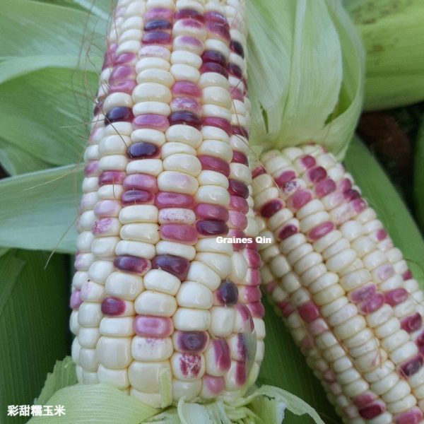 Les épis du maïs doux gluant bicolore