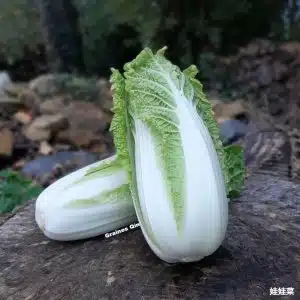 Graines De Chou Chinois Pé Tsaï 'Granat' Bio (AB) - 100 Graines à Semer - Récolte Rapide 50-60 Jours - Légume Asiatique