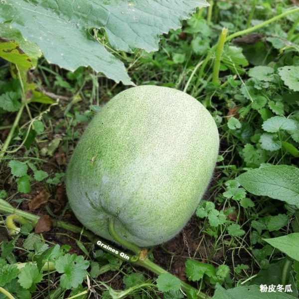 un beau fruit de courge cireuse Fen Pi en train de pousser au potager