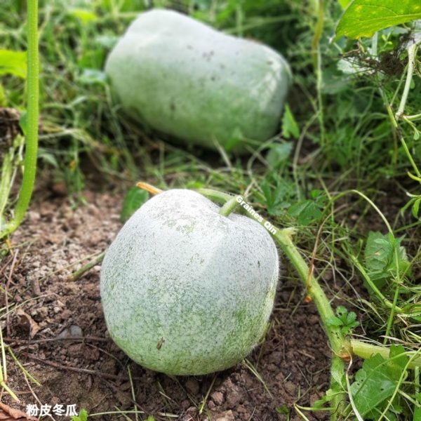 Courge cireuse en culture