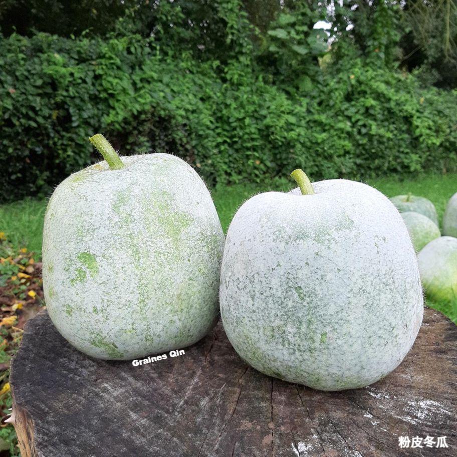 Courge cireuse variété Fen Pi