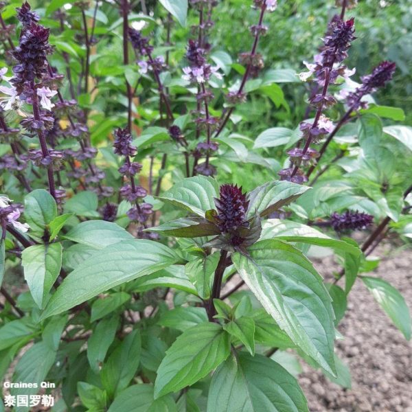 Le basilic thaï est en fleurs