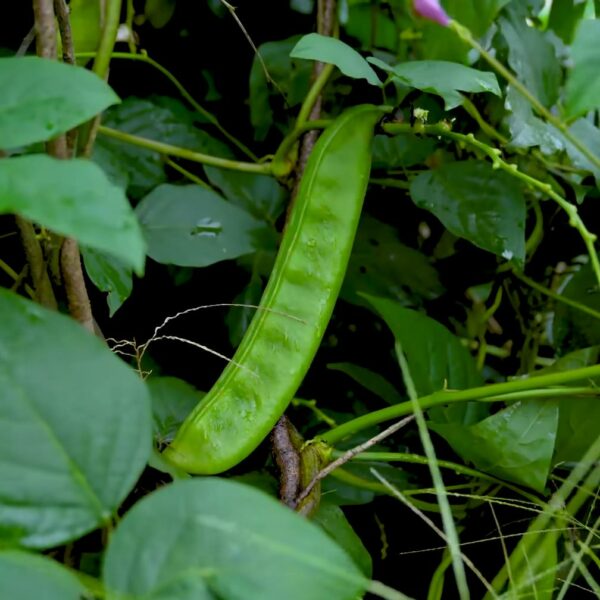 Un haricot sabre géant sur la plante