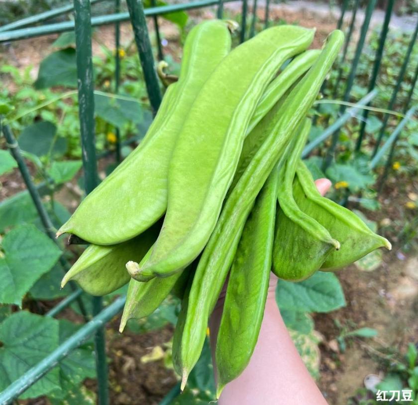 récolte des haricots sabre