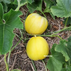 Deux melon boule d'or au potager