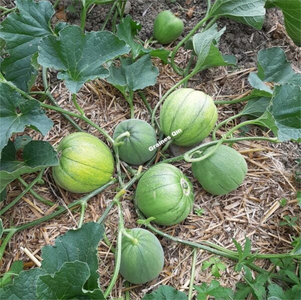 Les jeunes melon boule d'or sur le plant