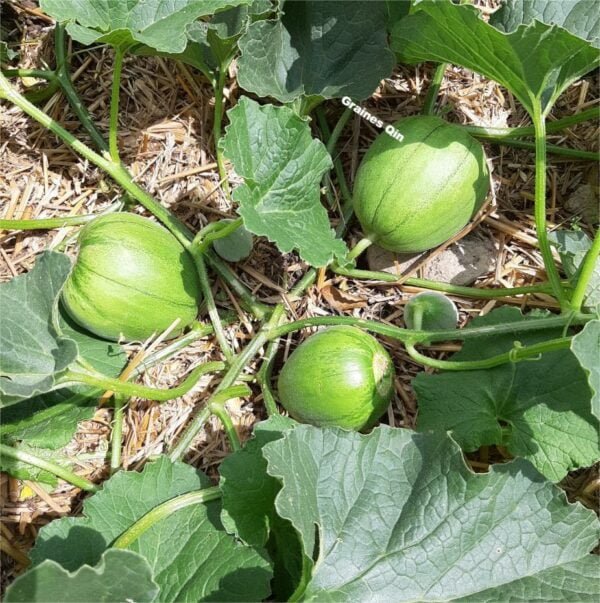 Jeunes fruits melon boule d'or